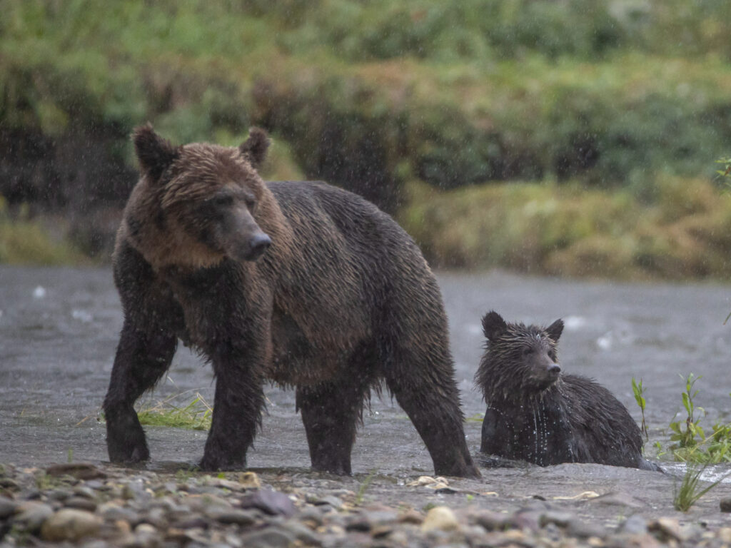 Grizzly Bear and Cub, BC, Canada, Paul Goldstein