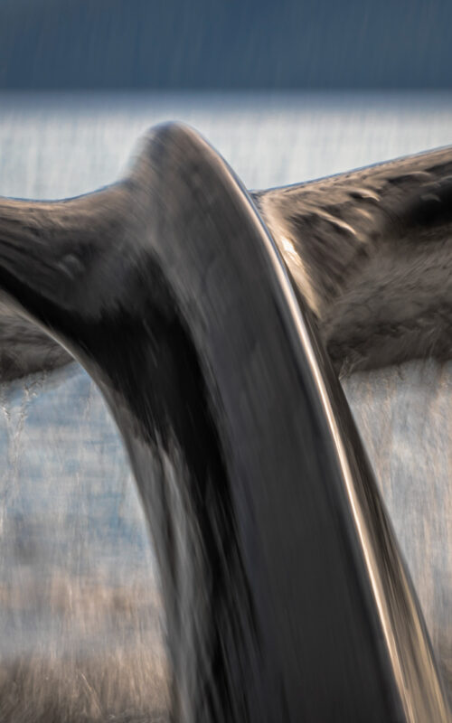 Humpback Whale, Paul Goldstein, BC, Canada