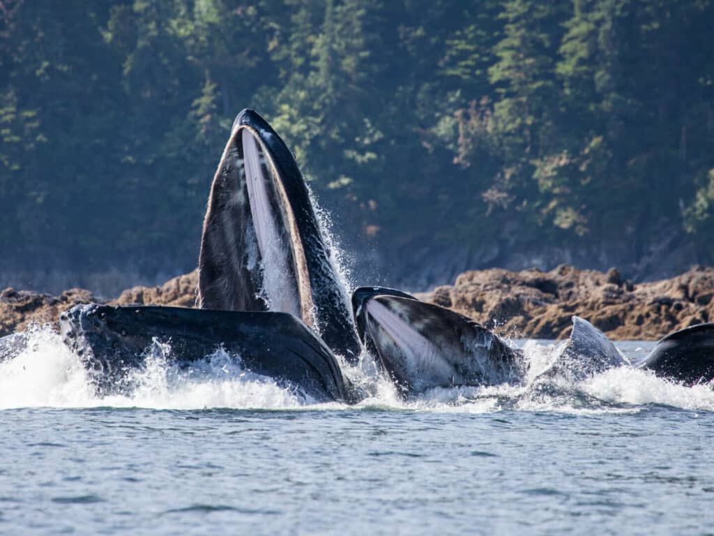 Humpback Whales Bubble-Net Feeding, BC, Canada