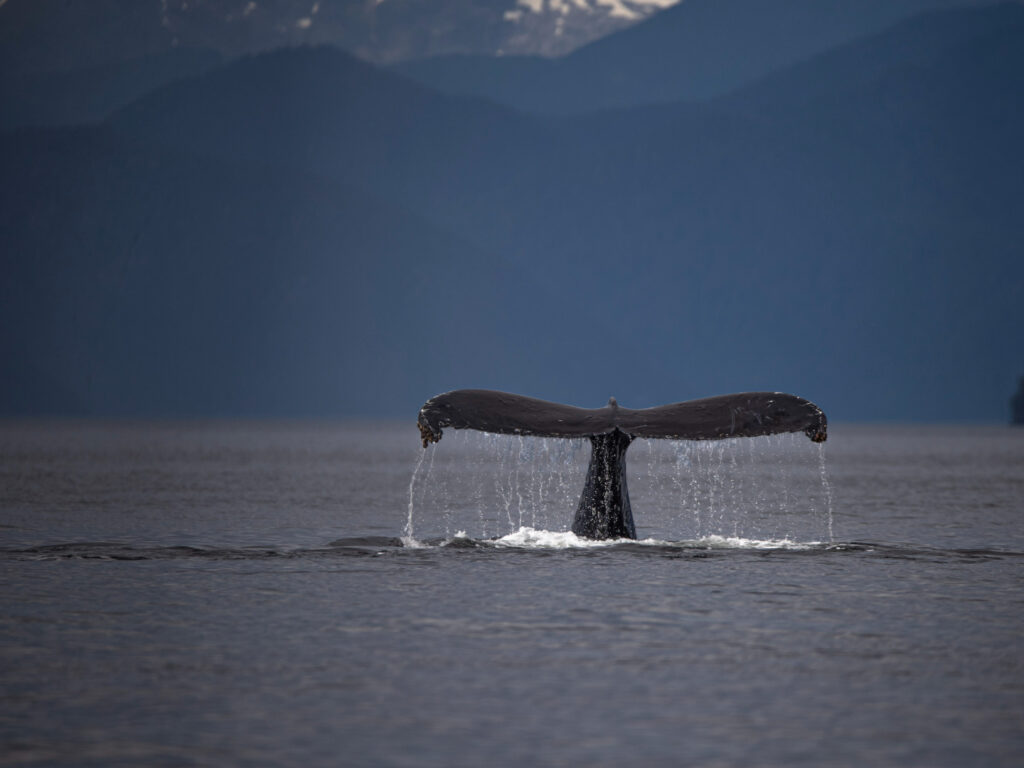 Humpback Whale, Paul Goldstein, BC