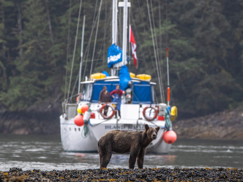 Bear near Island Roamer, Photographed by Paul Goldstein, BC