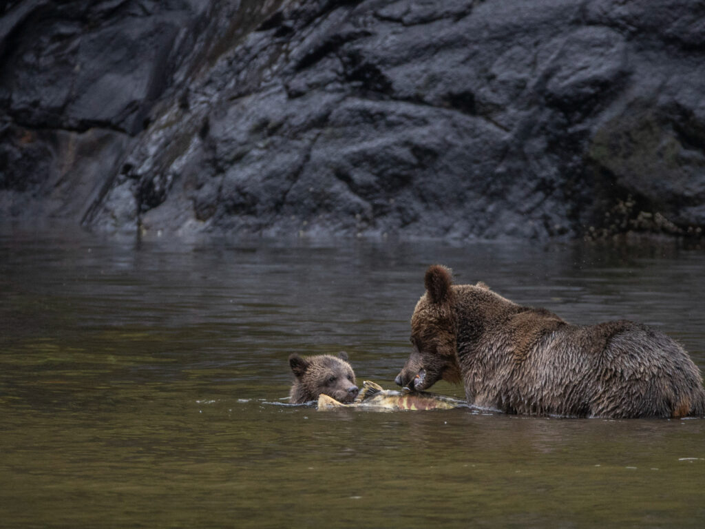 Grizzly Bears Feeding, BC, Paul Goldstein