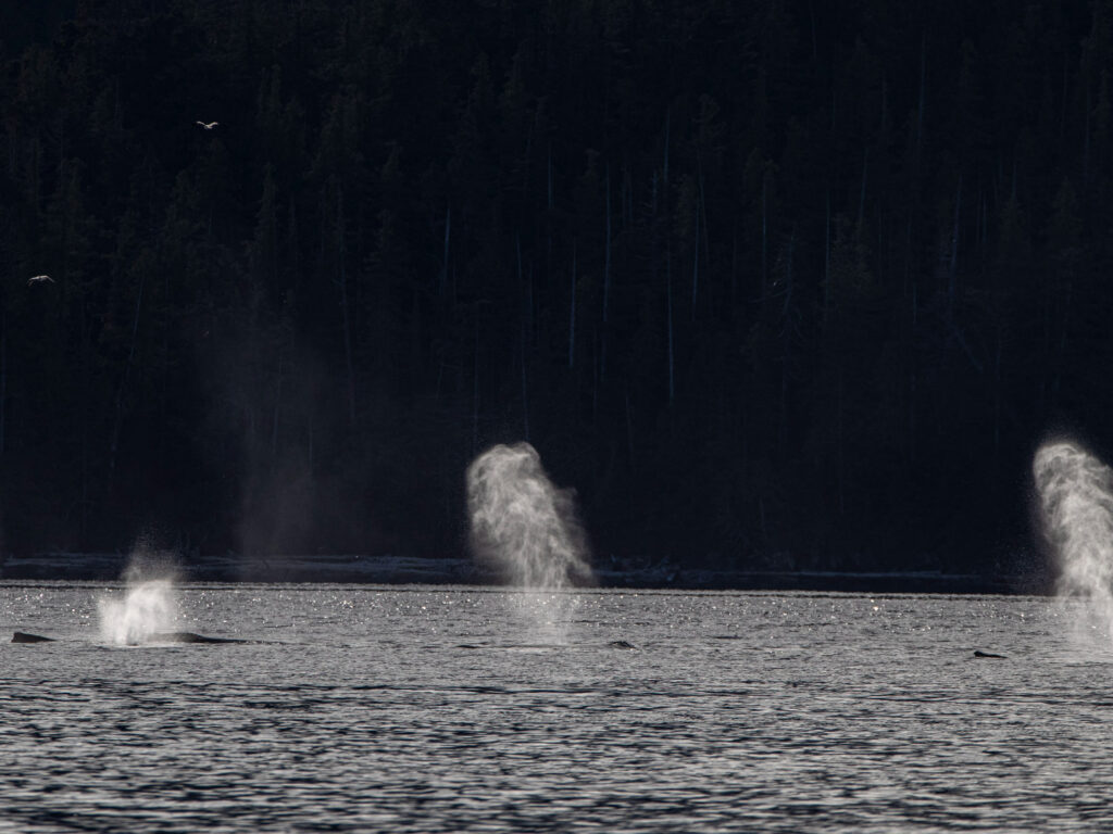 Whales in Distance, Photographed by Paul Goldstein, BC