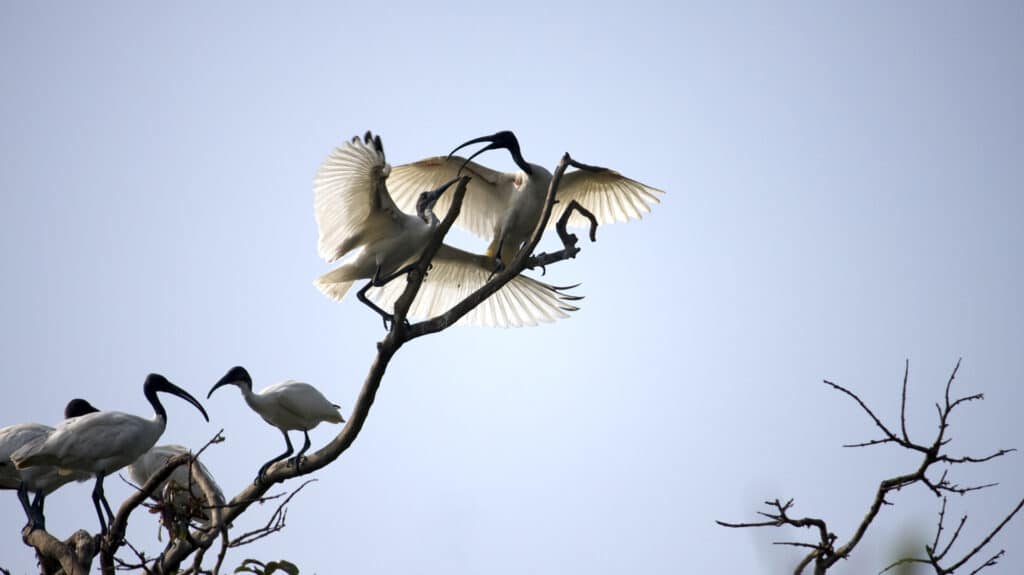 Ibis Birds, India