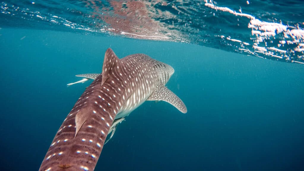 Whale Shark