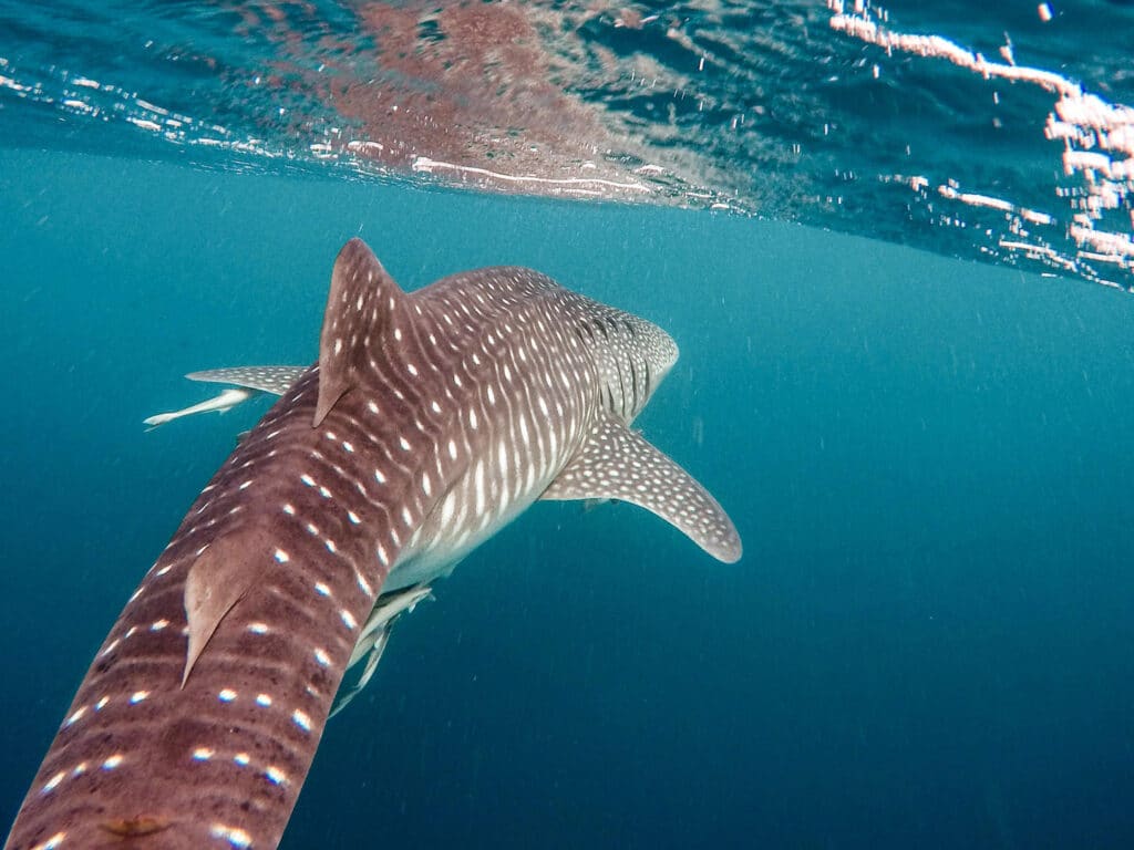 Whale Shark