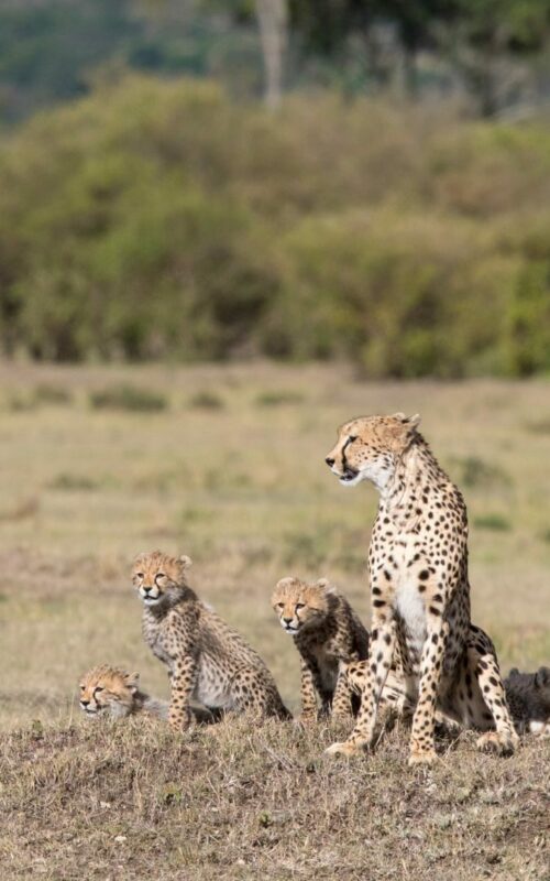 Cheetah family, Kenya