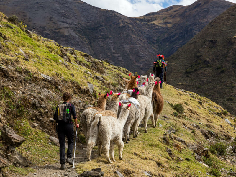 Llama Trekking, Peru