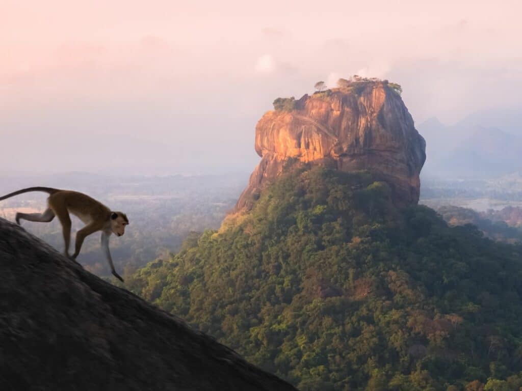 View of Sigiriya from Pidurangala Rock, Sri Lanka