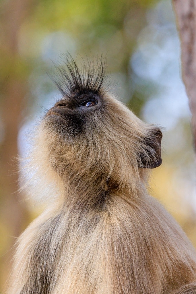 Common Langur monkey, India, Ian Flemming