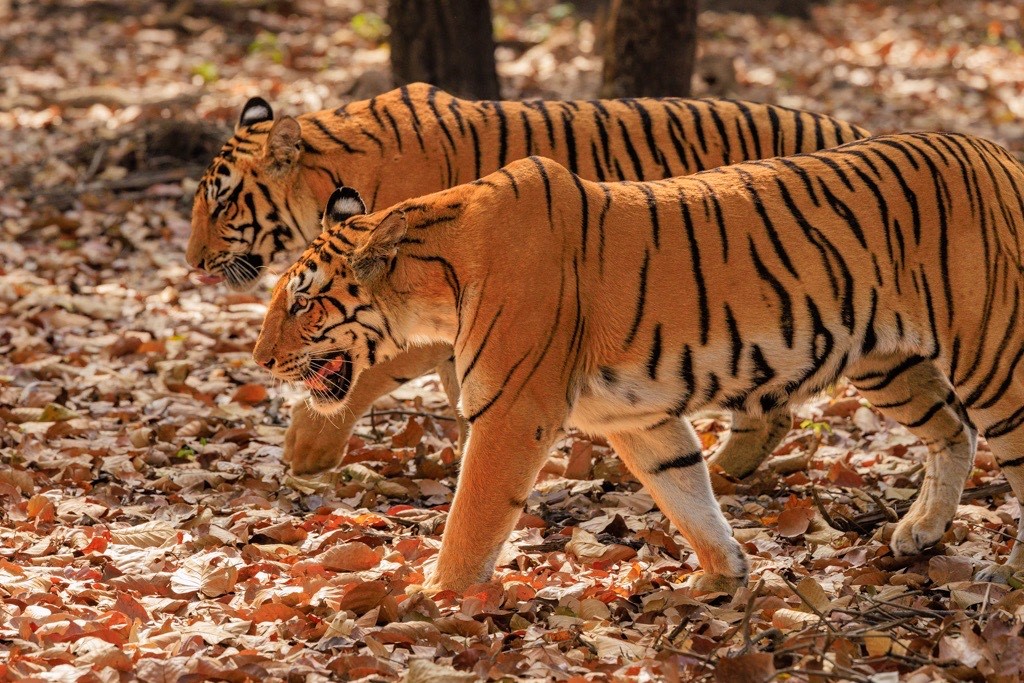 Two tigers on the prowl, India National Parks