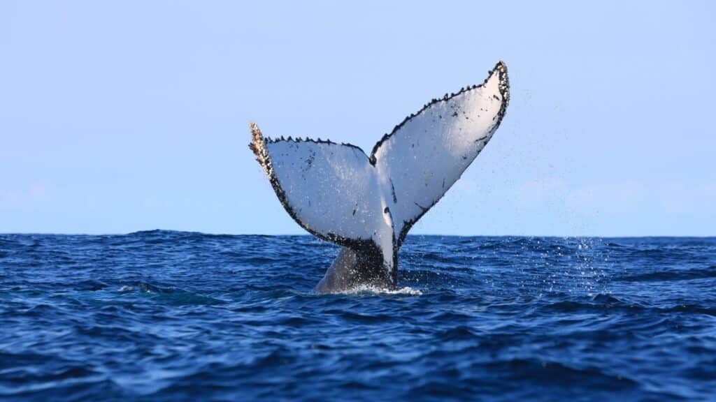 South Africa