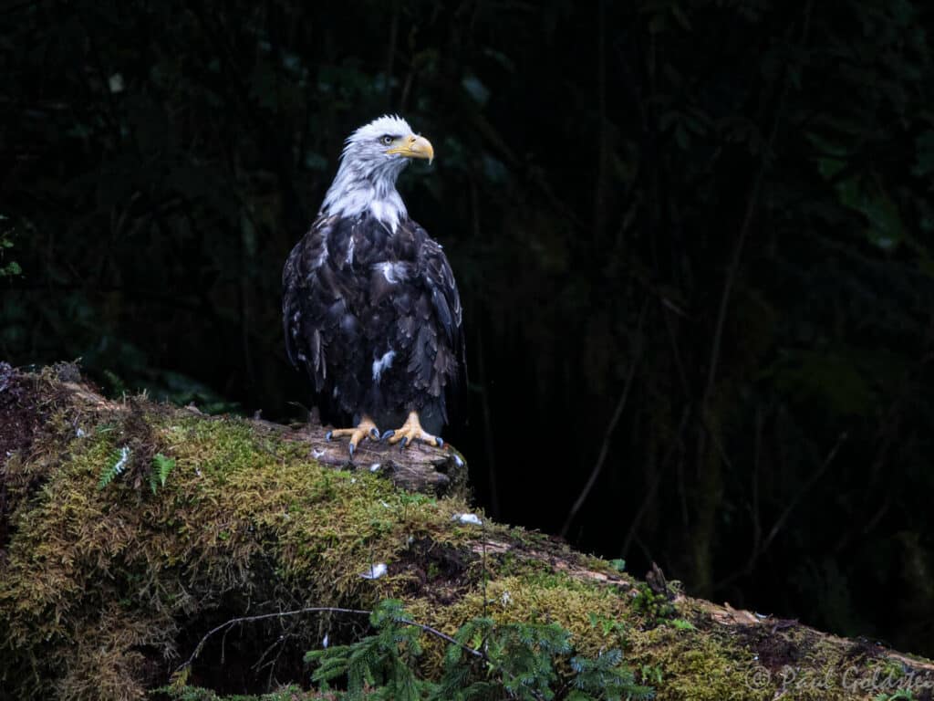 Bald Eagle, taken by Paul Goldstein, Alaska