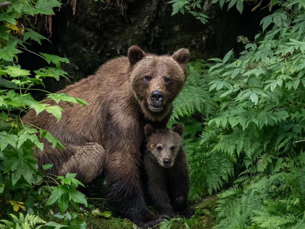 Bear and Cub, taken by Paul Goldstein, Alaska
