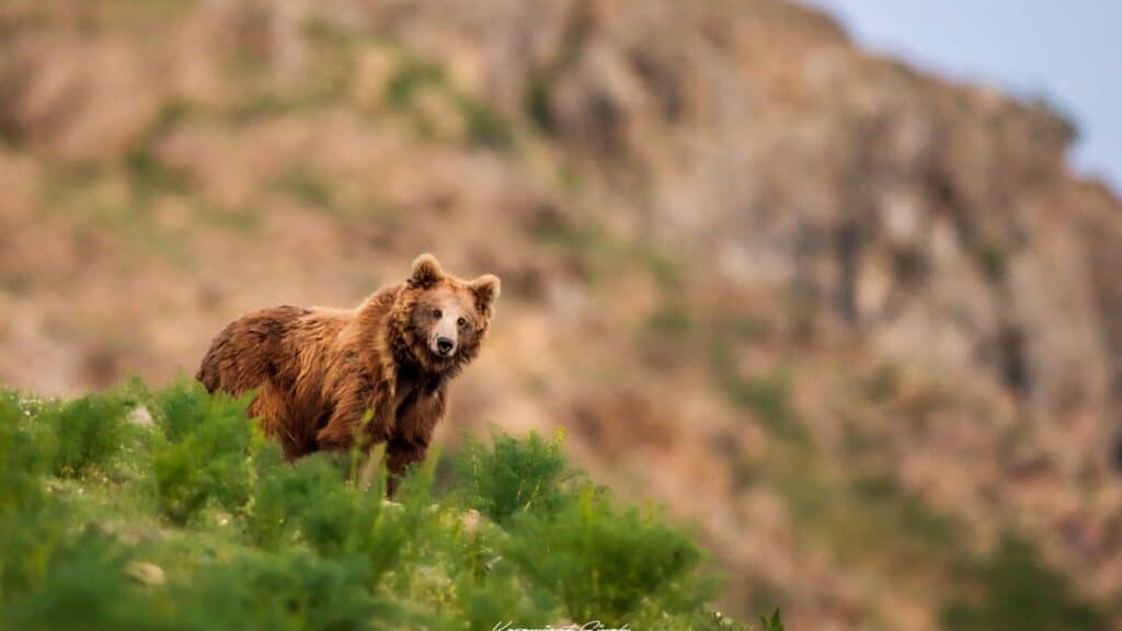 Drenmo Lodge, Ladakh, India