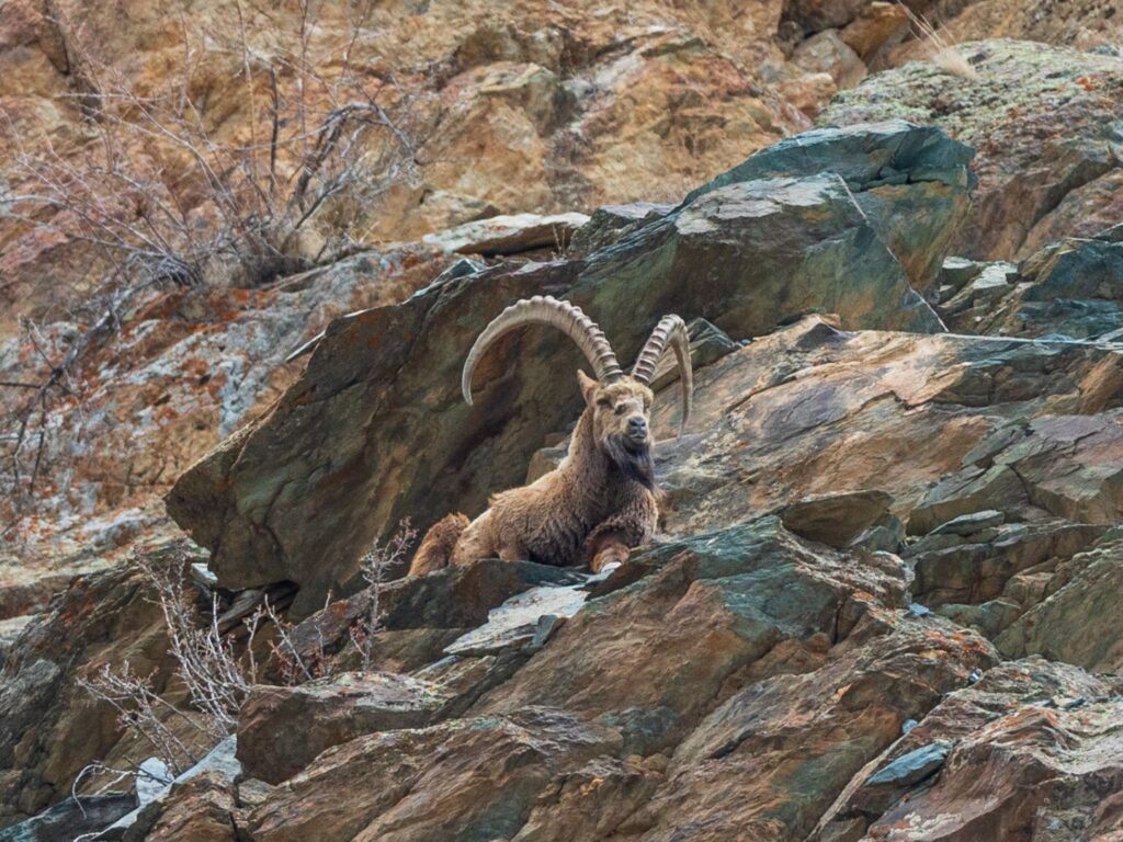 Drenmo Lodge, Ladakh, India