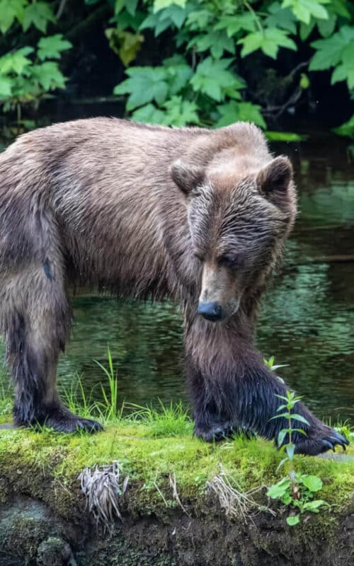 Grizzly Bear and Cub, taken by Paul Goldstein, Alaska