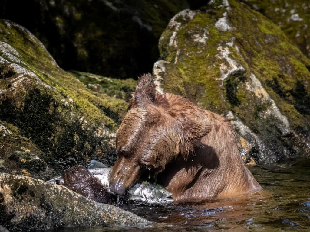 Grizzly Bear Salmon Feeding, taken by Paul Goldstein, Alaska