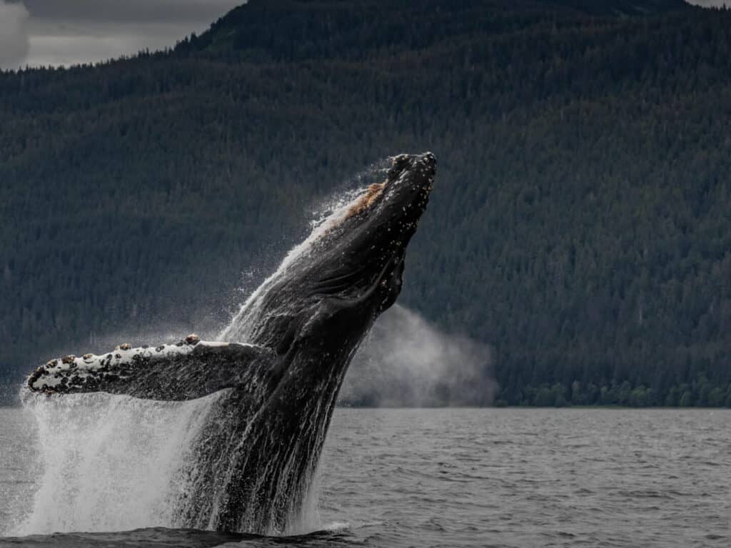 Humpback Whale, taken by Paul Goldstein, Alaska