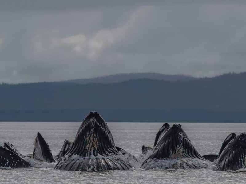Humpback Bubble-Net Feeding, taken by Paul Goldstein, Alaska