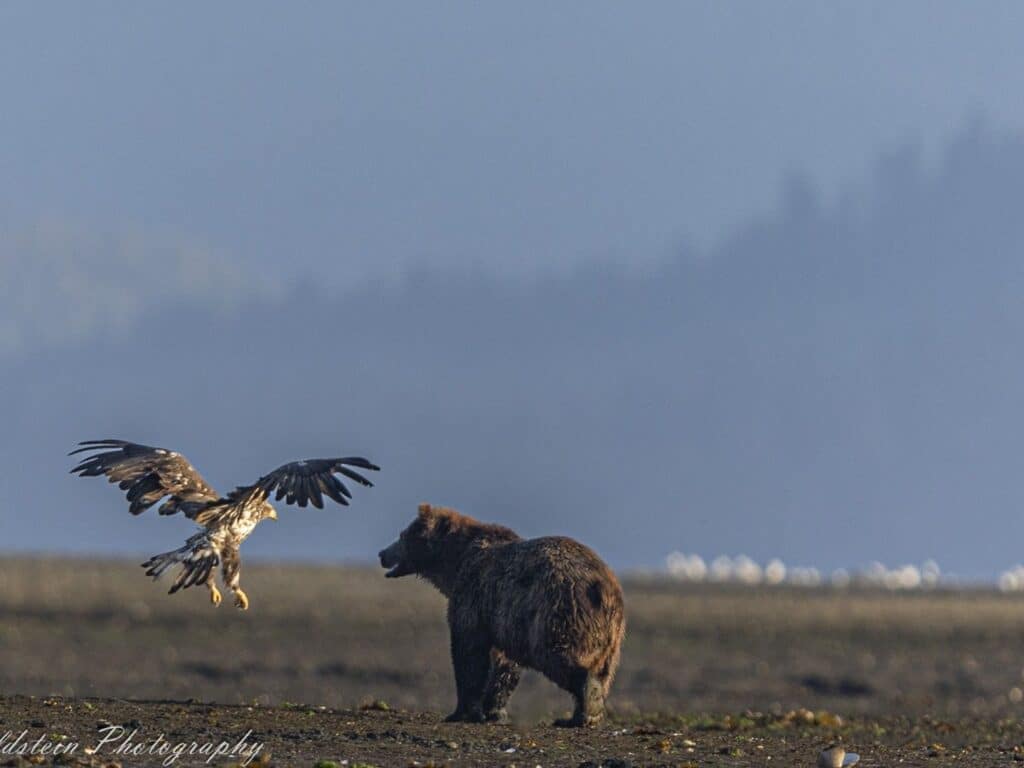 Bear and Eagle, Alaska, Photographed by Paul Goldstein