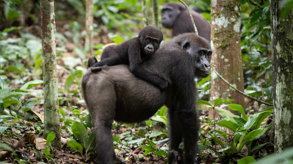 Republic of Congo, Gorilla Trekking