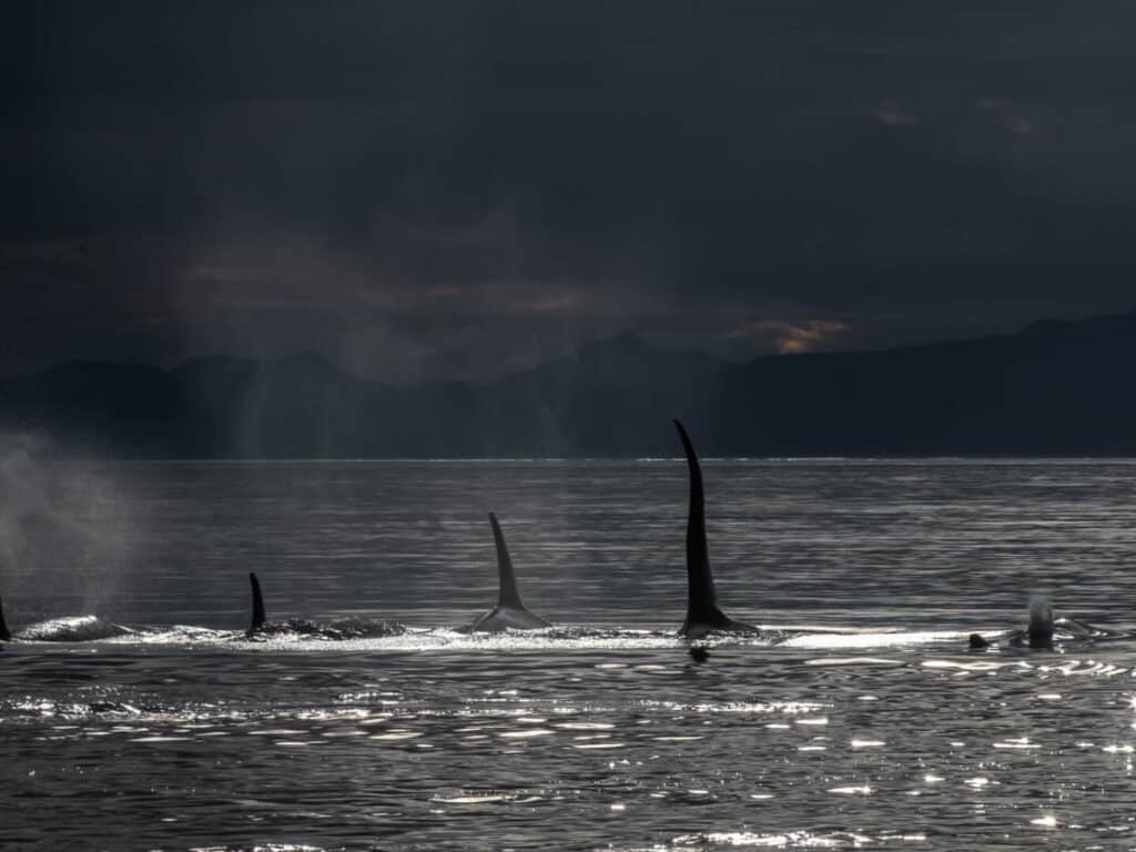 Photograph of Whales taken by Paul Goldstein, Alaska