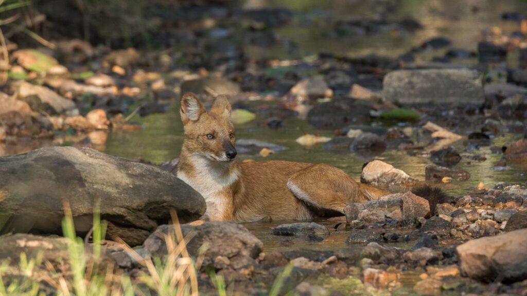 Indian wild dog or dhole. Pench, India