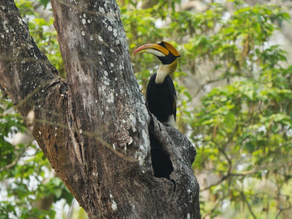 Great hornbill, India