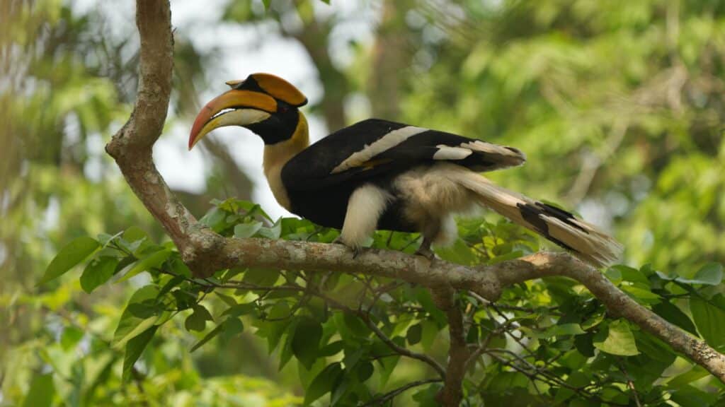 Great hornbill, India