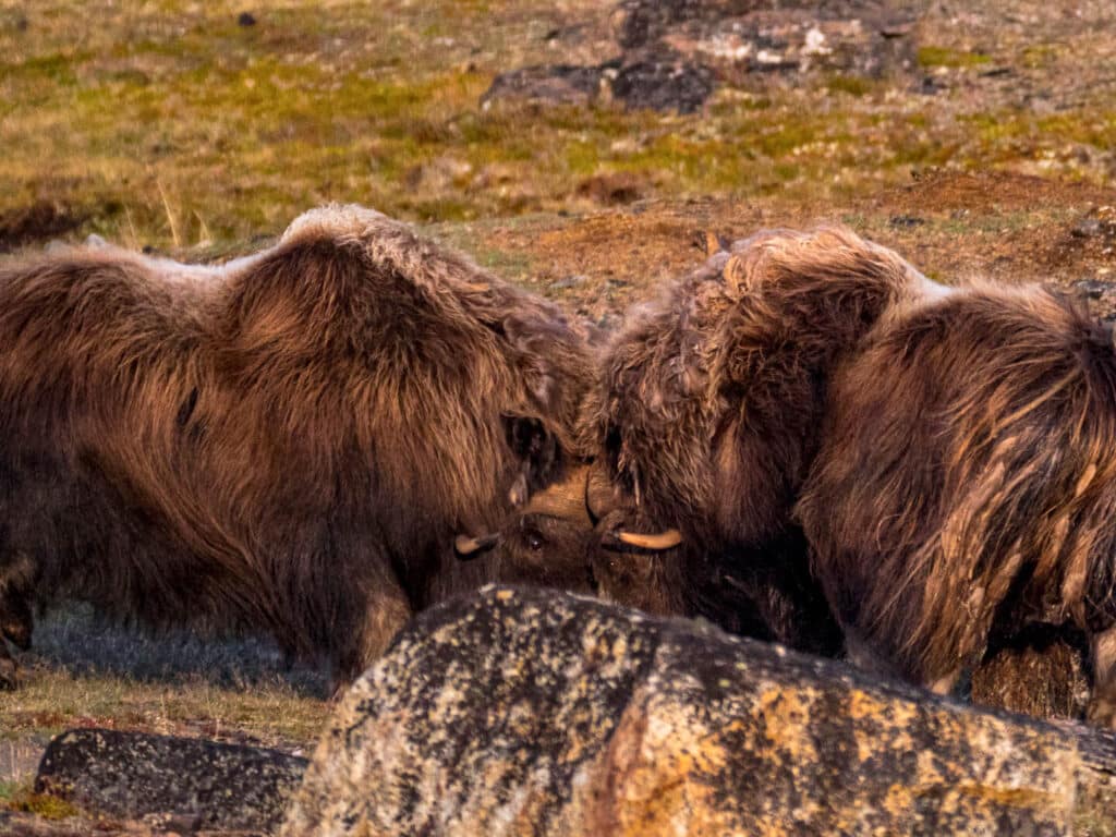 Muskox Photographed by David Anderson Ward, Ungava, Nunavik, Canada