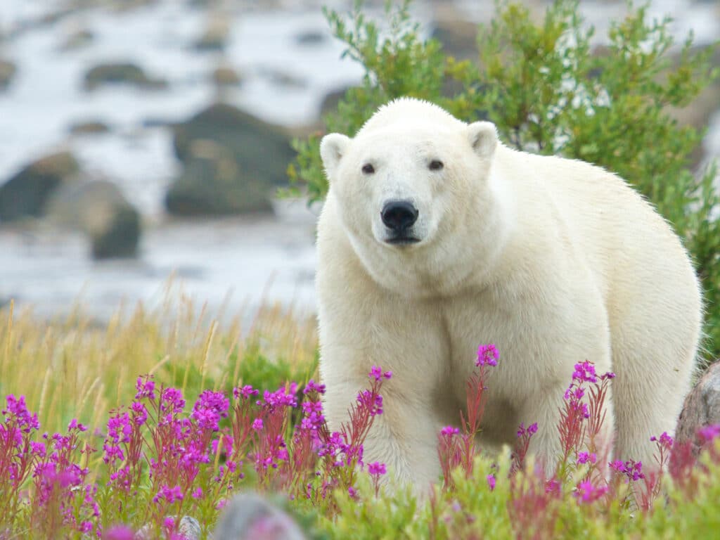Polar Bear, Hudson Bay, Canadian Arctic