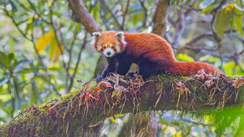 Red Panda, india