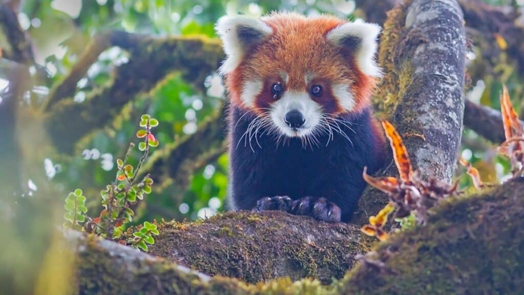 Red Panda, india