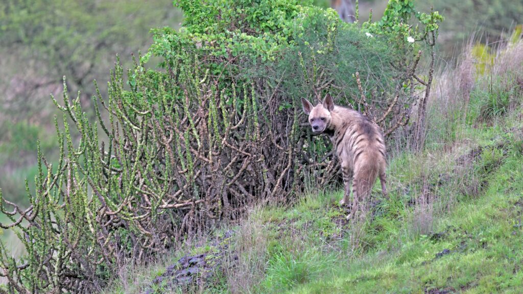 Striped Hyena, India