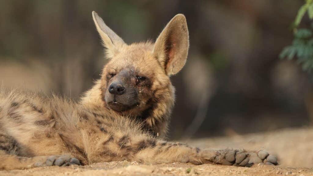 Striped Hyena, India