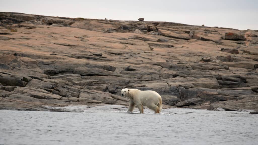 Ungava Polar Bear Photographed by Caroline Vancoillie, Nunavik, Canada