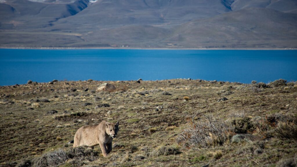 Puma, Cerro Guido, Chile