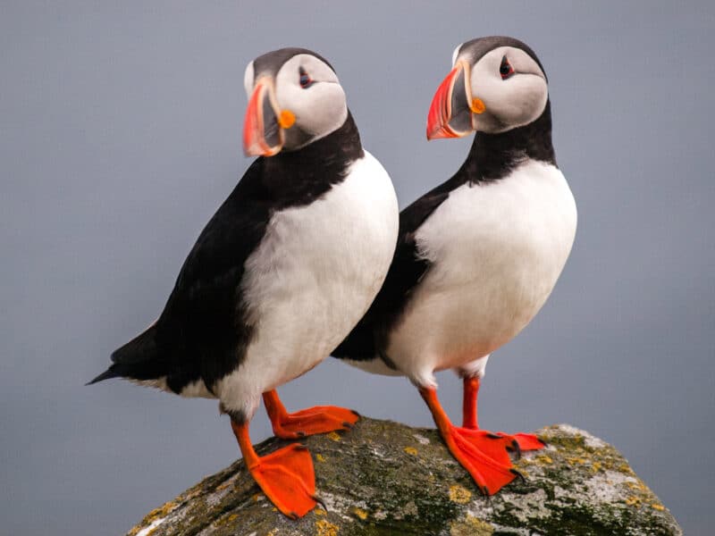 Atlantic Puffins, Norway