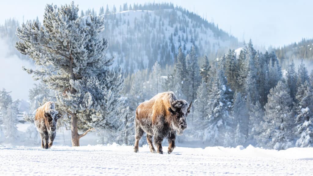 Bison in the snow, Yellowstone National Park, USA