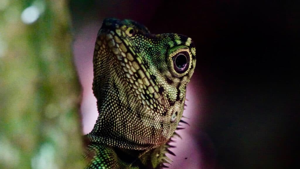 Forest Dragon on tree in Borneo