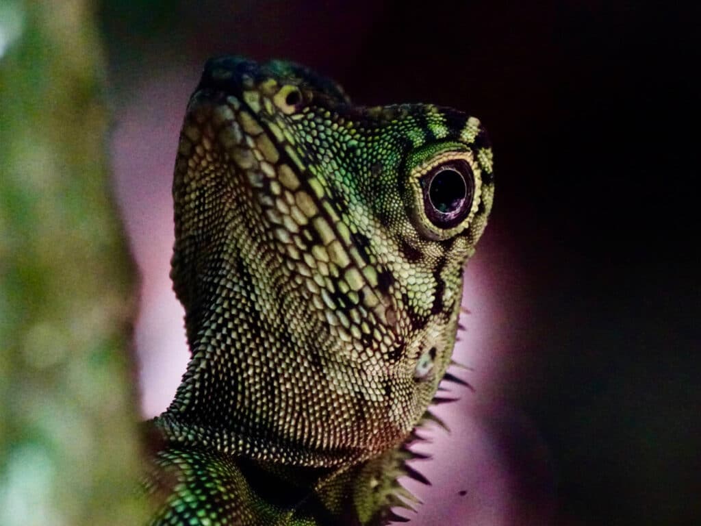 Forest Dragon on tree in Borneo