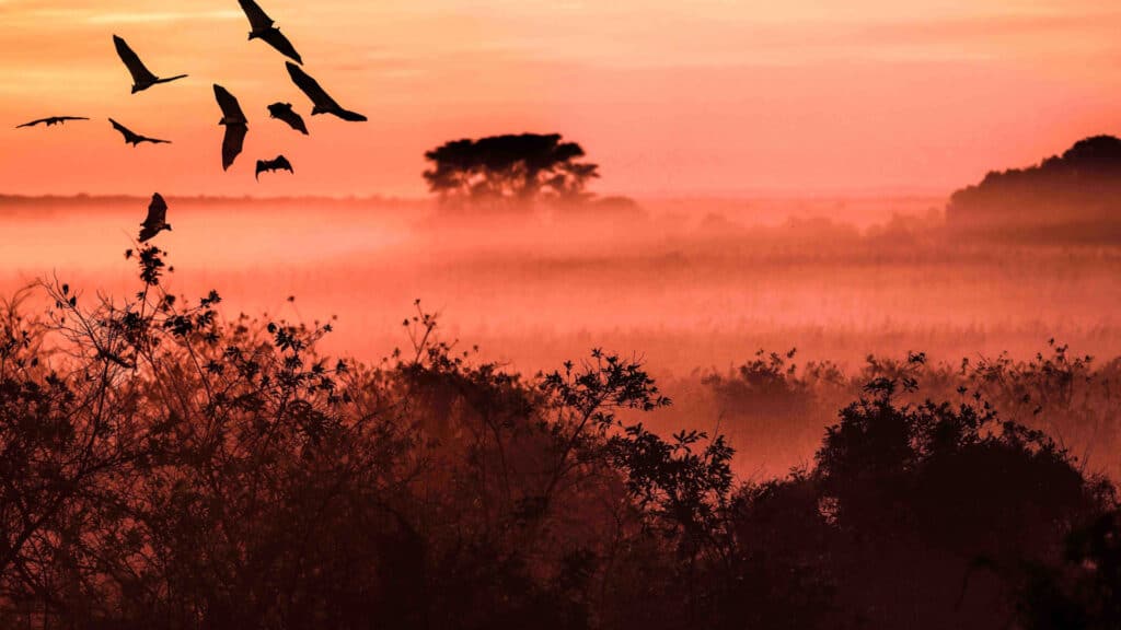Fruit bat migration at sunrise in Zambia