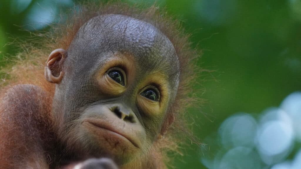 Orangutan Baby in Sepilok Rescue Centre, Borneo