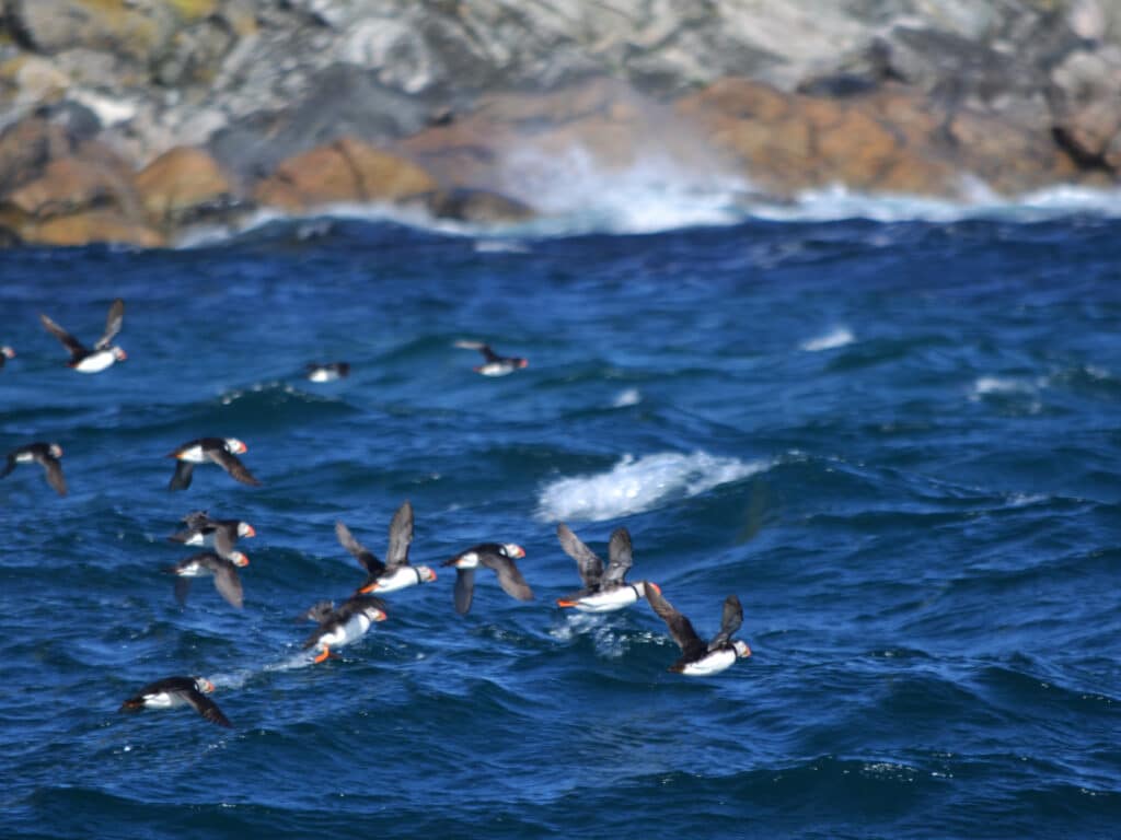Puffins, Andenes, Norway