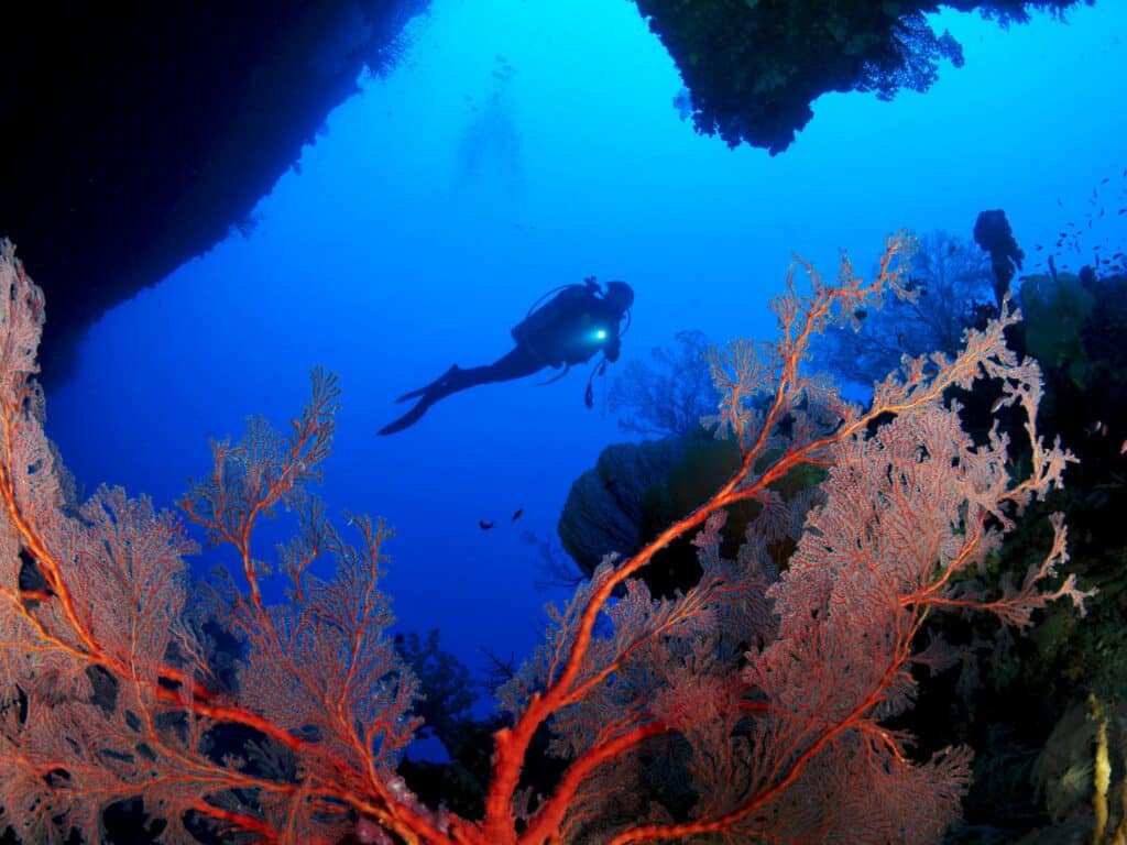 Diving in Palau