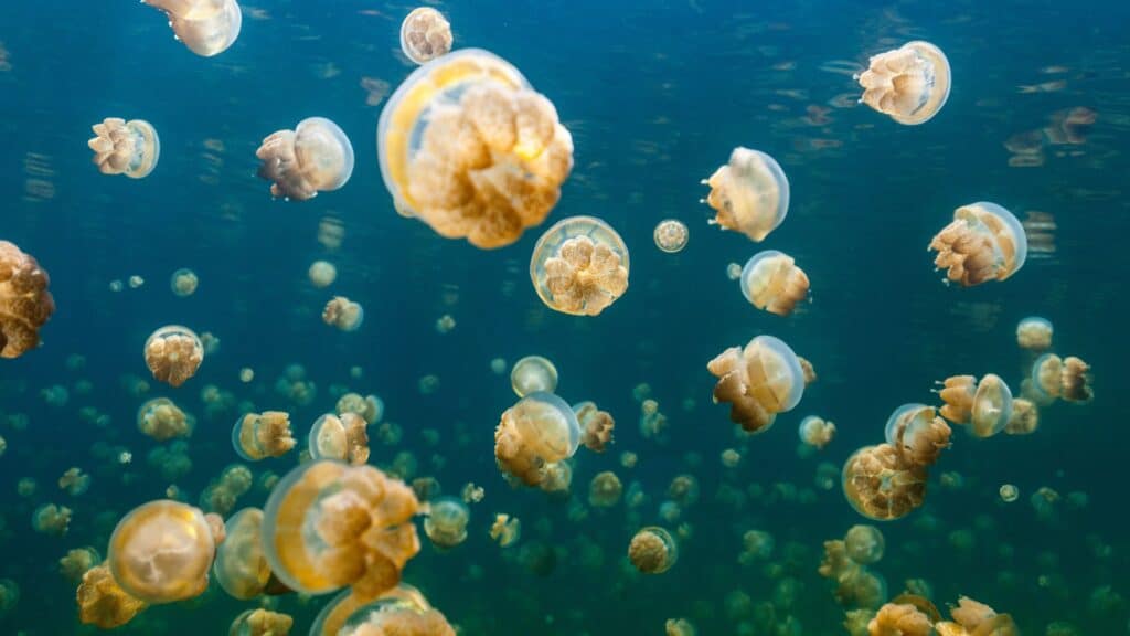 Jellyfish in Palau
