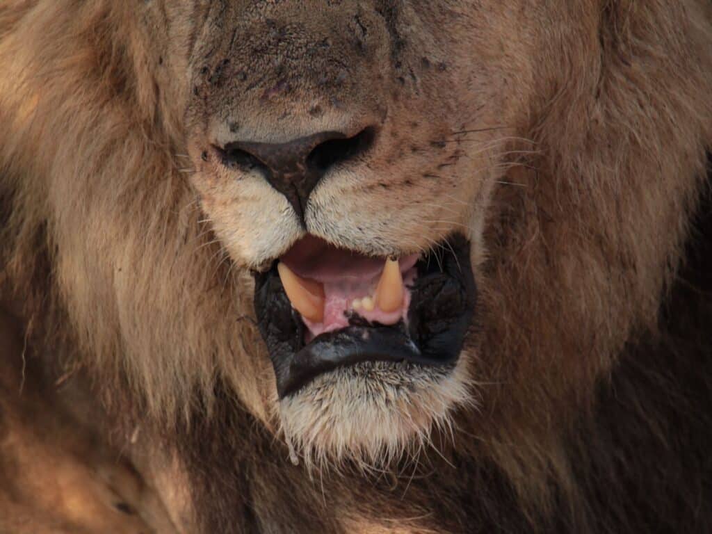 Lion in the Kalahari, Botswana