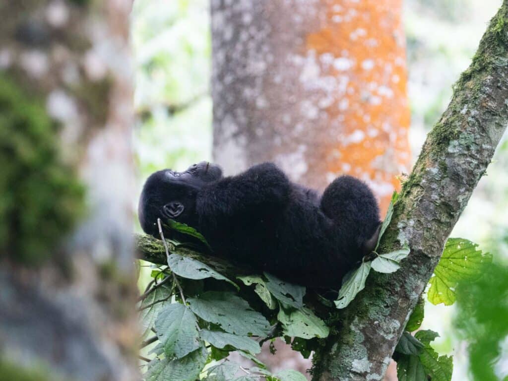 Baby Gorilla at Bwindi Mountain