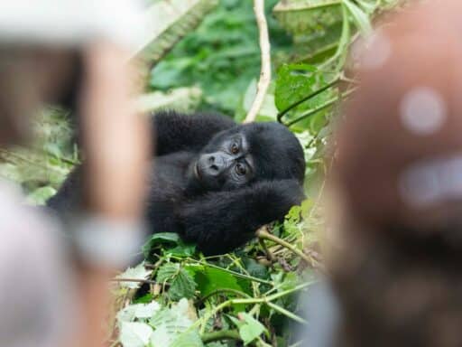 Baby Gorilla at Bwindi Mountain